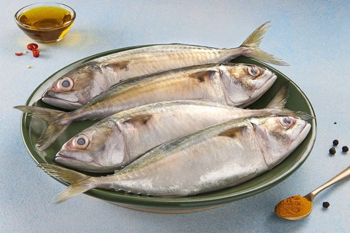 Mackerel / Bangda / Ayala